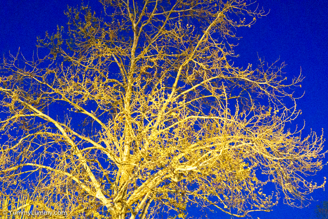 Tree on Emu Bank after sunset | SONY ILCE-7S with E 35mm F1.8 OSS at 35mm and f/2.8, 1/100sec, ISO 12800