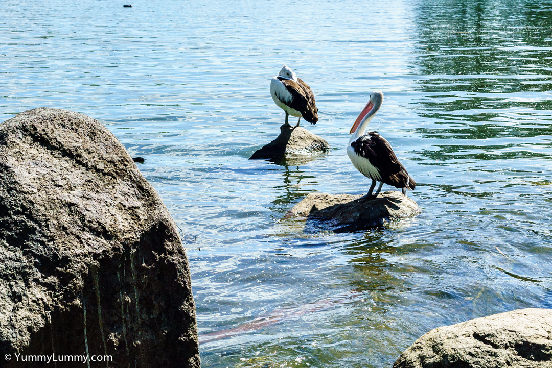 Pelicans on Lake Ginninderra | SONY ILCE-7S with FE 55mm F1.8 ZA at 55mm and f/8, 1/1000sec, ISO 800