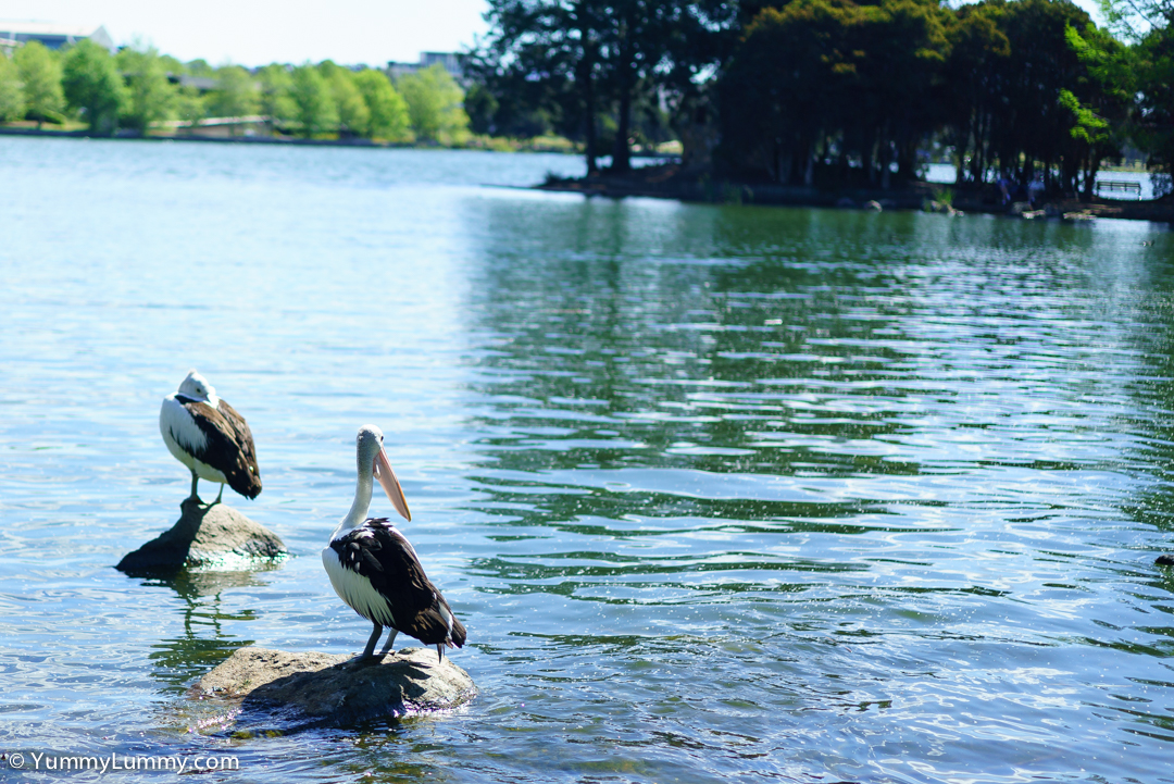 Pelicans on Lake Ginninderra | SONY ILCE-7S with FE 55mm F1.8 ZA at 55mm and f/1.8, 1/1000sec, ISO 100