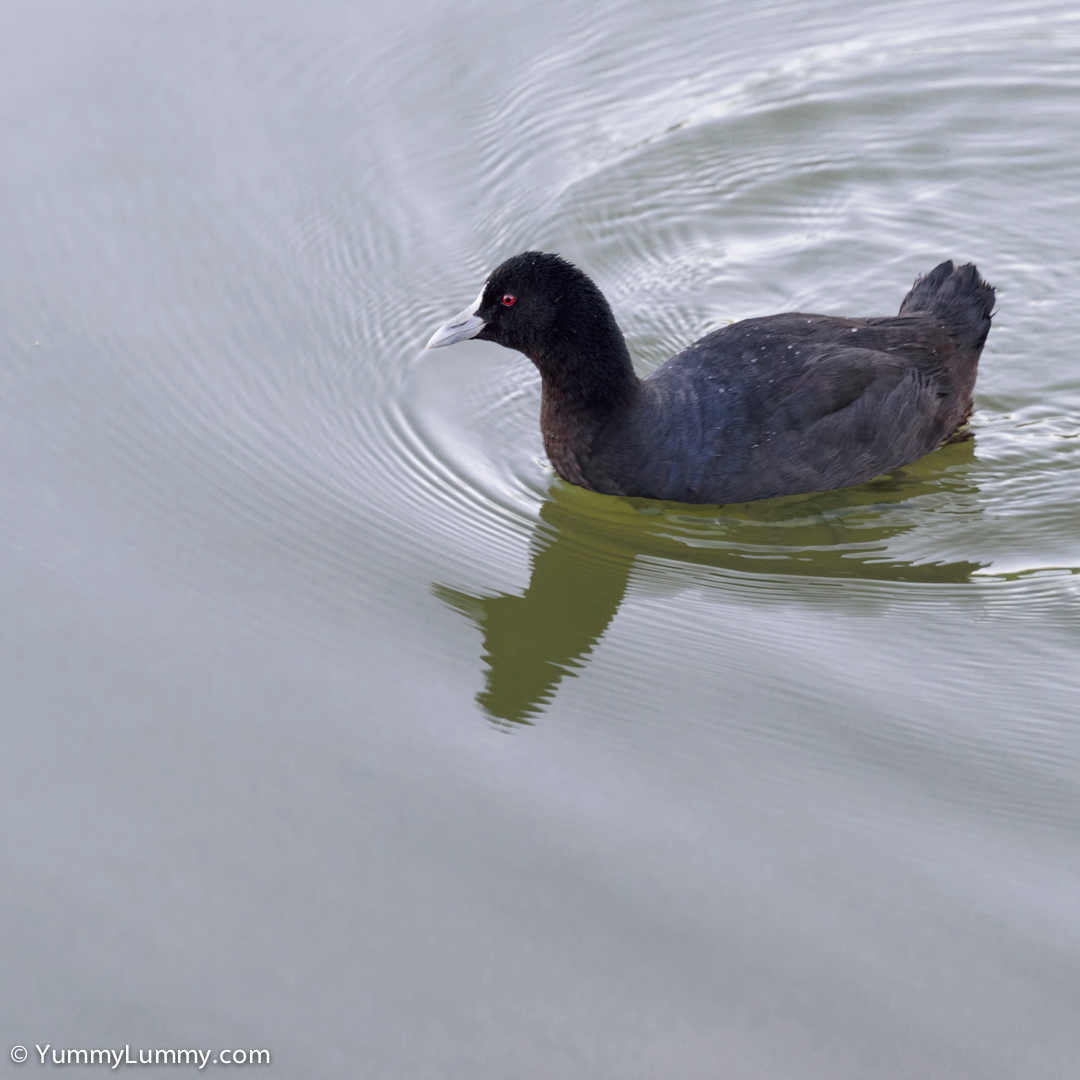 Swimming in Lake Ginninderra  NIKON D810 with 28.0-300.0 mm f/3.5-5.6 at 230mm and f/5.6, 1/100sec, ISO 400