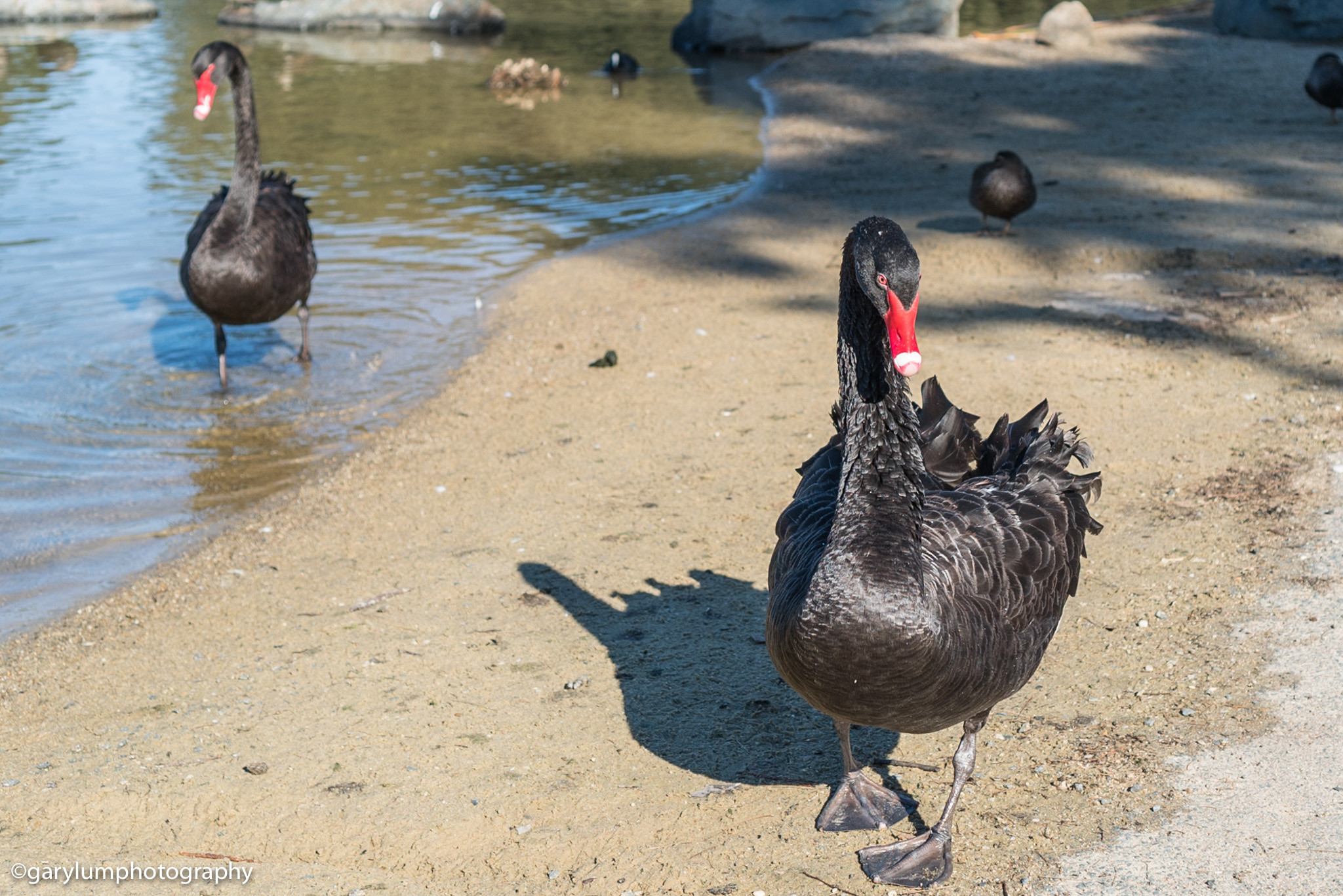 Black swans on Lake Ginninderra