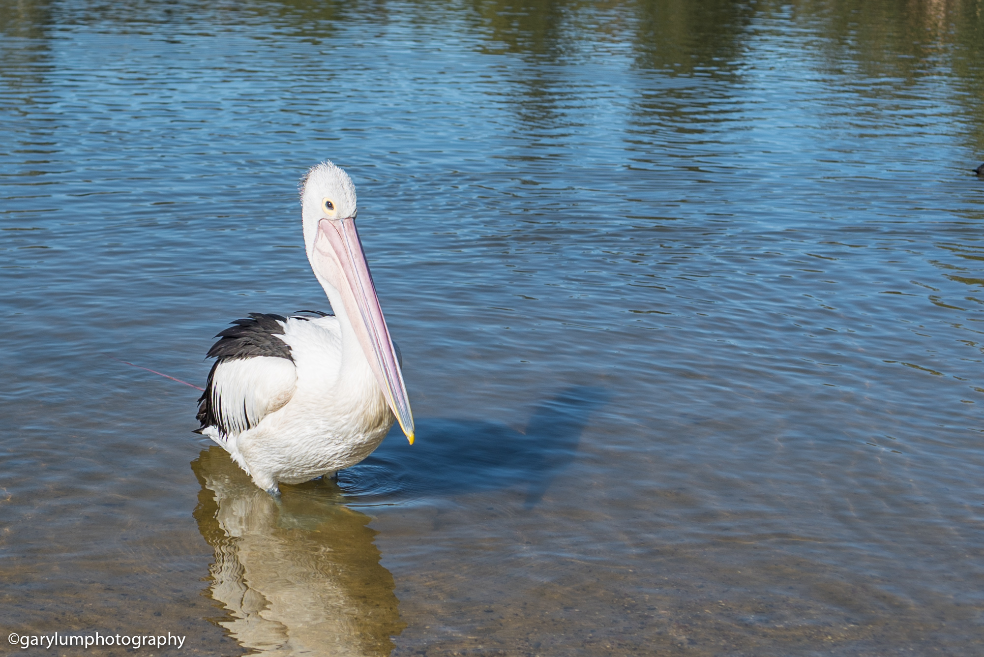 The pelicans have returned after being away since about October last year