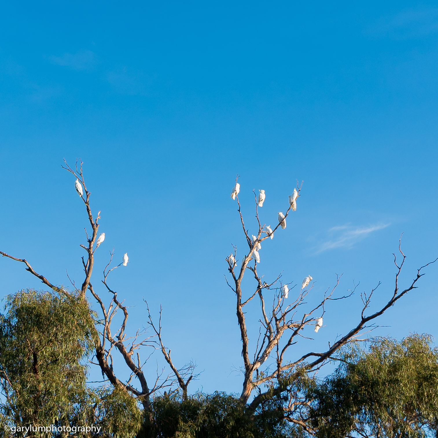 Cockatoos in the trees on Lake Ginninderra