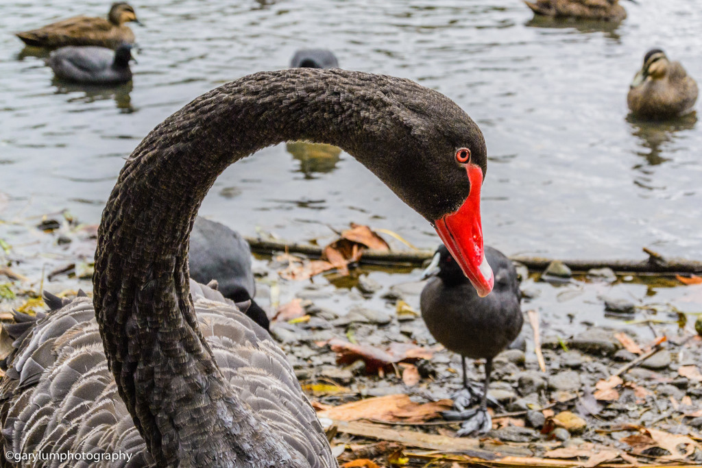 Black swan and other water fowl