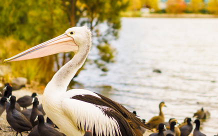 A pelican by Lake Ginninderra | SONY ILCE-7S with FE 55mm F1.8 ZA at 55mm and f/2, 1/1500sec, ISO 100